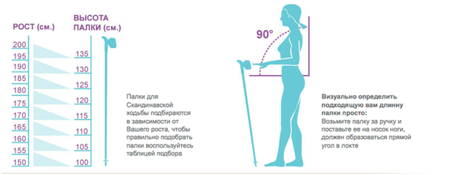 Как правильно выбрать палки для скандинавской ходьбы: советы и рекомендации