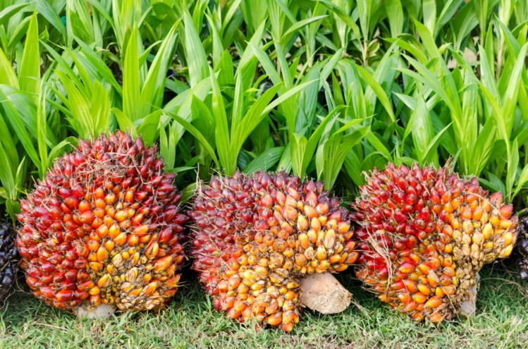 Пальмовое масло: польза и вред для здоровья