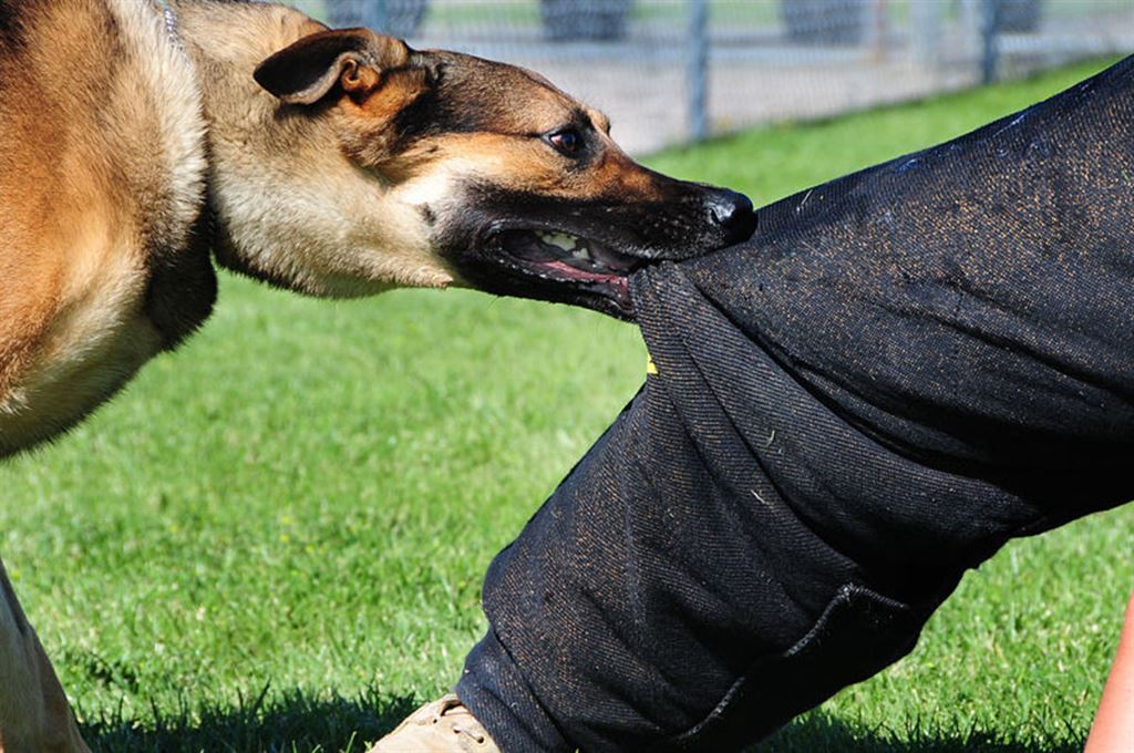Как защититься от собак: рекомендации и средства самообороны